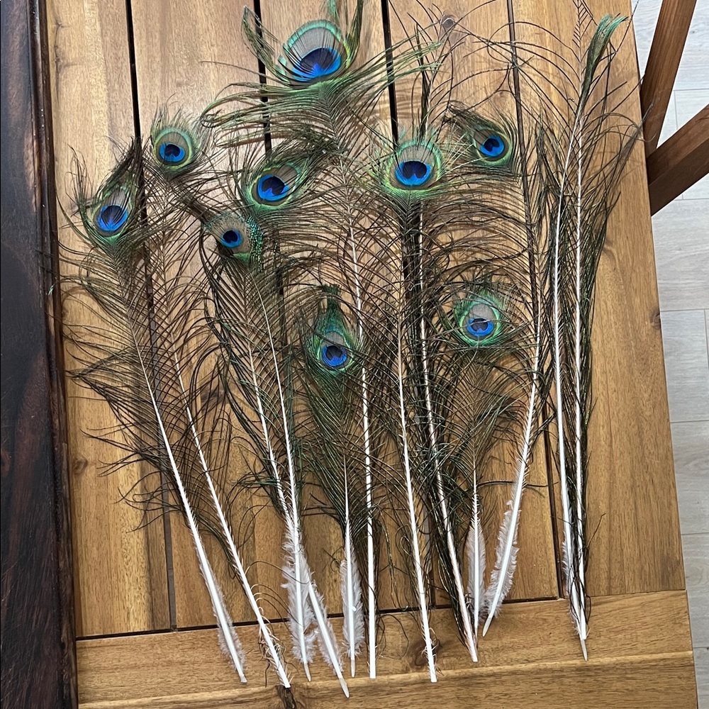 9 natural peacock feathers various sizes